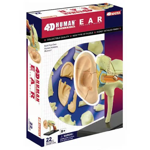 22-Part Human Ear Anatomy Model With Stand And Assembly Guide 1