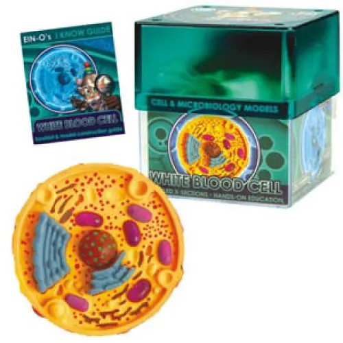 2371 Human White Blood Cell Biology Model – Educational Microscopic Structure Replica 1