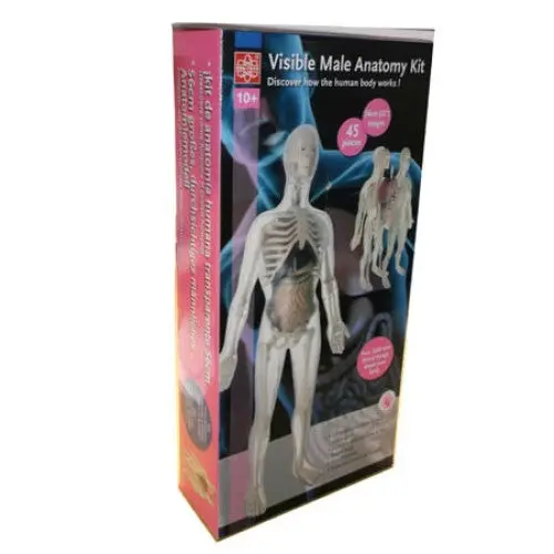 Life-Size Male Anatomy Model Kit – 56 Cm Tall, 45-Piece Educational Human Body Display 1