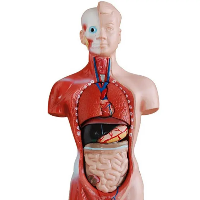 Mini Human Torso Anatomy Model — 27 Cm, 8 Detachable Parts 1
