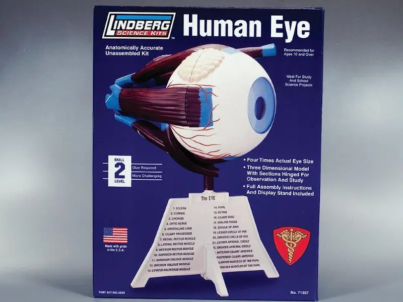 Zm71307 – 4:1 Scale Unassembled Human Eye Anatomy Model (Lindberg) 2