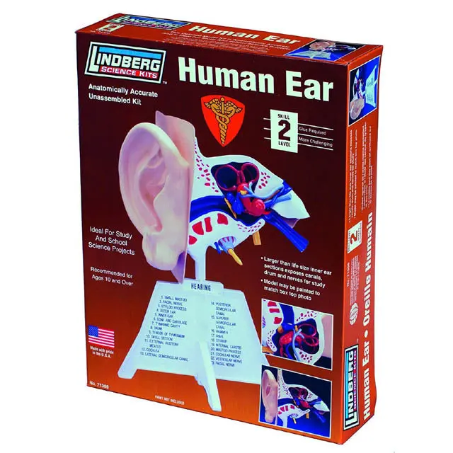 Zm71308 – Unassembled Human Ear Anatomy Model (Lindberg) 1